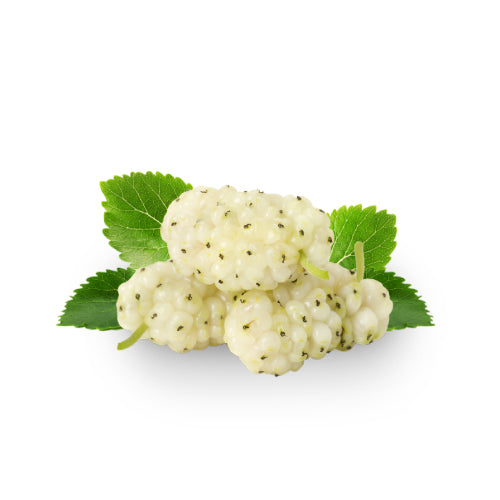 White Mulberry