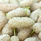 White Mulberry
